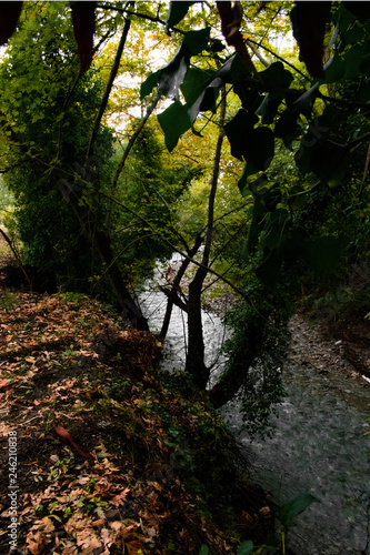 river in the forest 