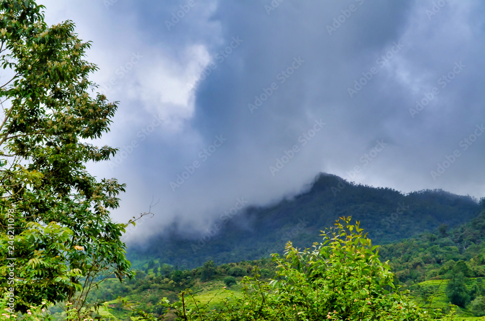 Misty Mountain View at Munnar