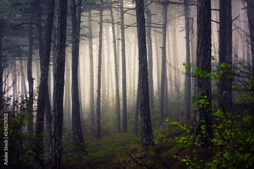 misty morning forest