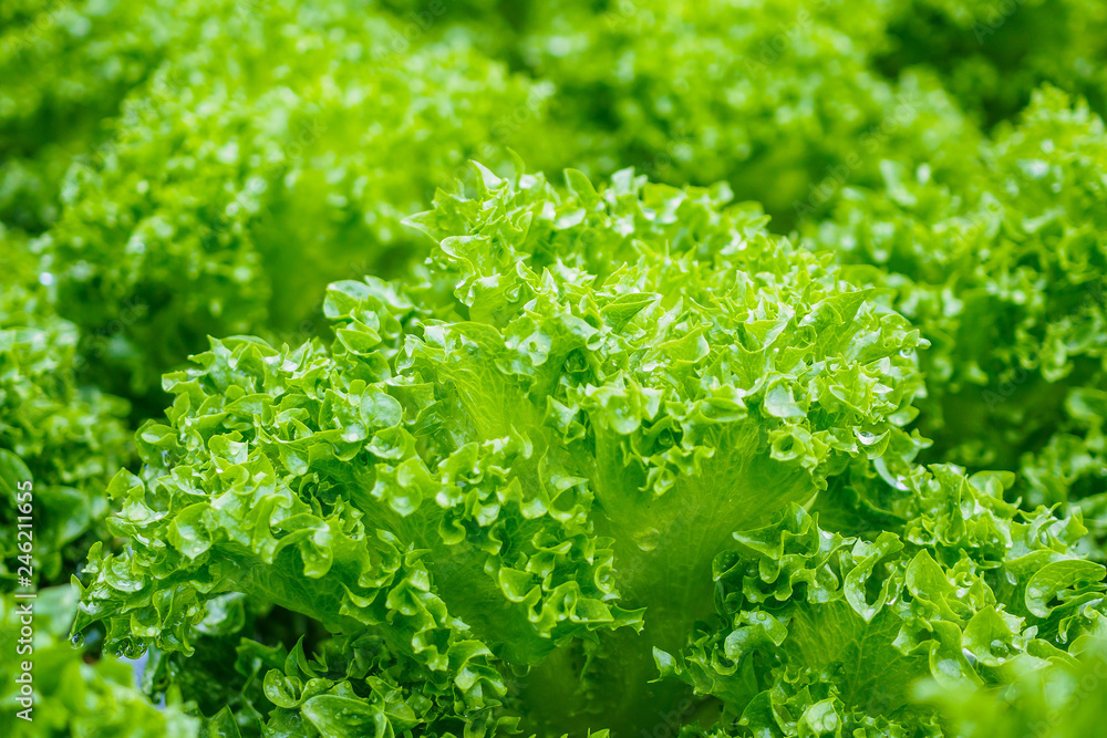 Fresh organic green leaves lettuce salad plant in hydroponics vegetables farm system Fresh organic green leaves lettuce salad plant in hydroponics vegetables farm system