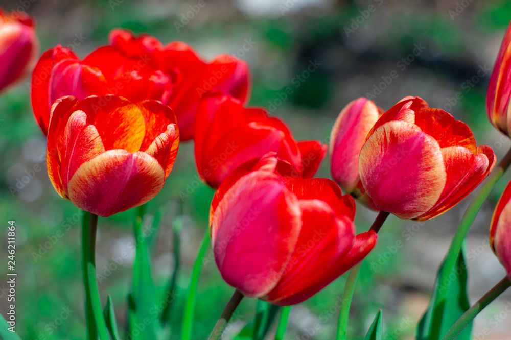 Obraz premium Red tulips in the garden