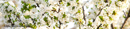 wide panorama branches of blossoming © mironovm