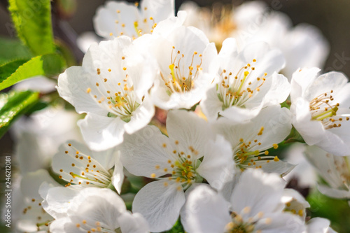 Fototapeta Naklejka Na Ścianę i Meble -  Branches of blossoming apricot macro