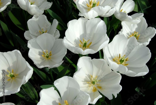 White tulips close up