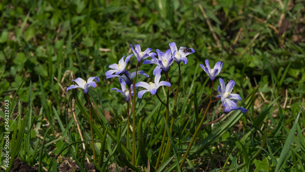 Lucile's glory-of-the-snow, chionodoxa luciliae, blooming in spring, macro, selective focus, shallow DOF Lucile's glory-of-the-snow, chionodoxa luciliae, blooming in spring, macro, selective focus, shallow DOF
