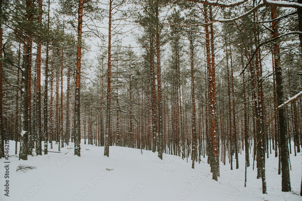 Naklejka premium Winter in Europes forest