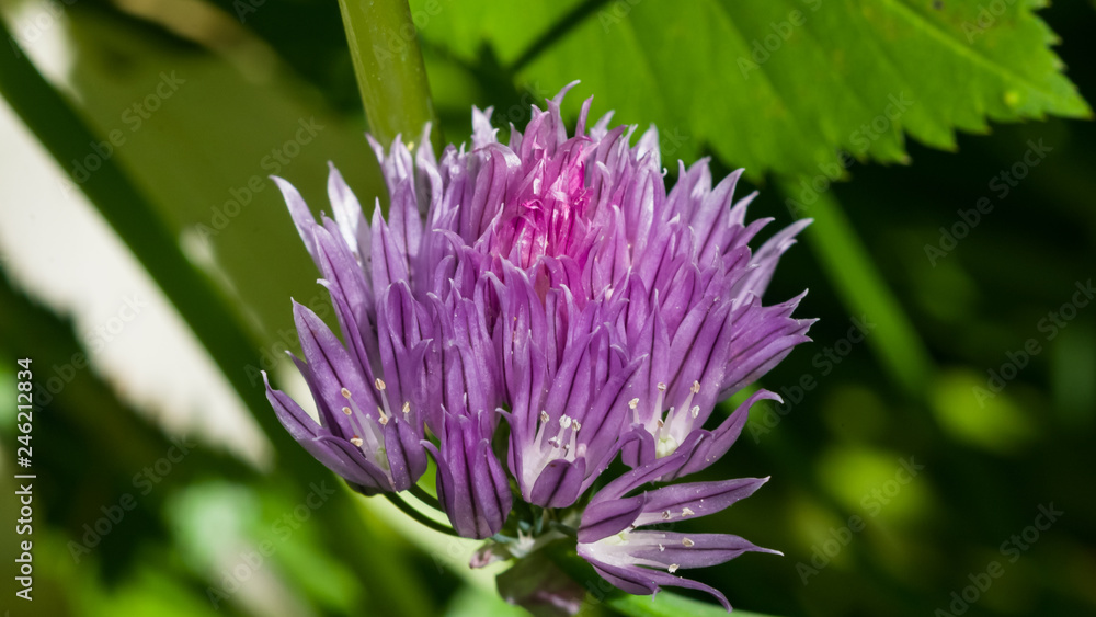 Purple chives blossom at flowerbed with bokeh background macro, selective focus, shallow DOF Purple chives blossom at flowerbed with bokeh background macro, selective focus, shallow DOF