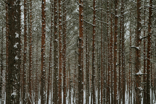 Winter in Europes forest