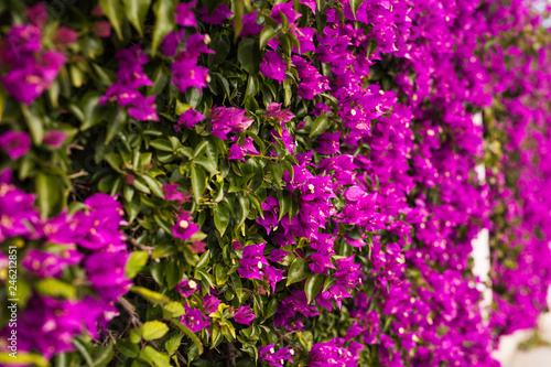 Mediterranean plants concept - Blooming bougainvillea flowers close up.