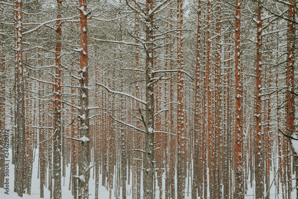 Fototapeta premium Winter in Europes forest