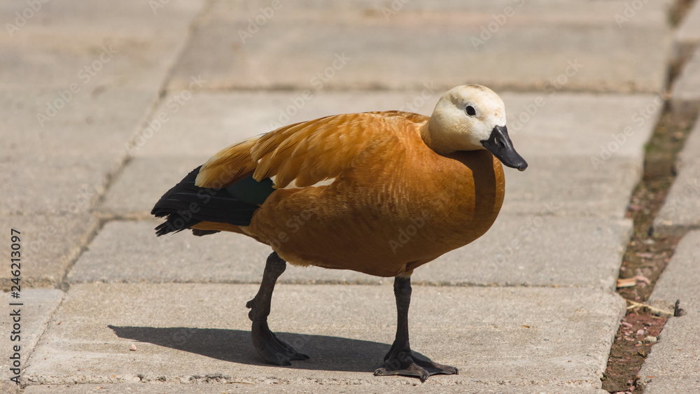 Male Ruddy shelduck Tadorna ferruginea walking close-up portrait, selective focus, shallow DOF Male Ruddy shelduck Tadorna ferruginea walking close-up portrait, selective focus, shallow DOF
