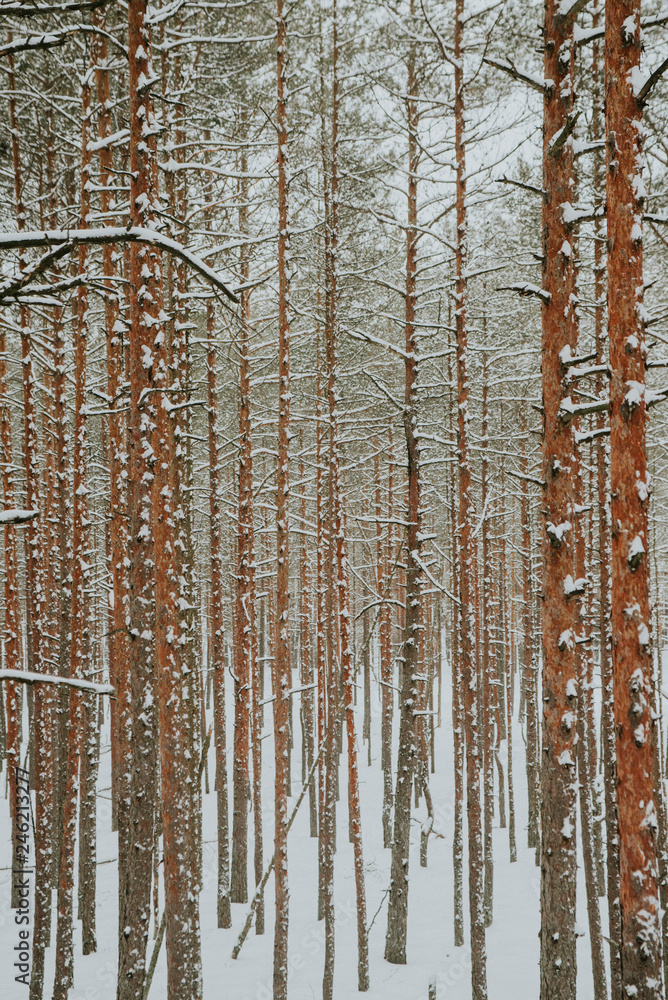 Fototapeta premium Winter in Europes forest