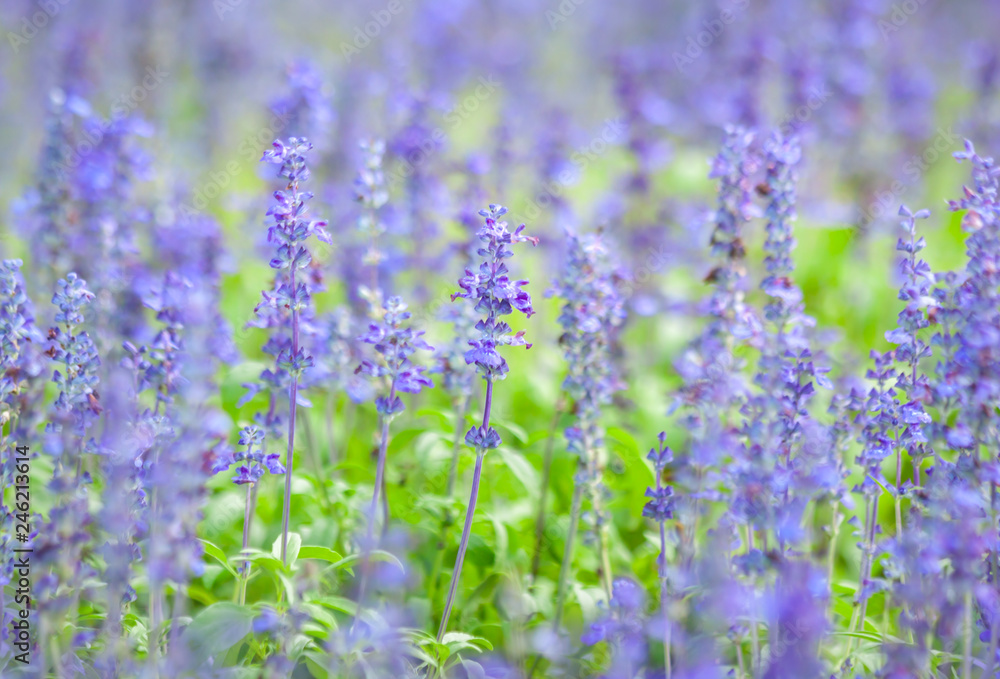 Naklejka premium Kwitnie lawendowy kwiat