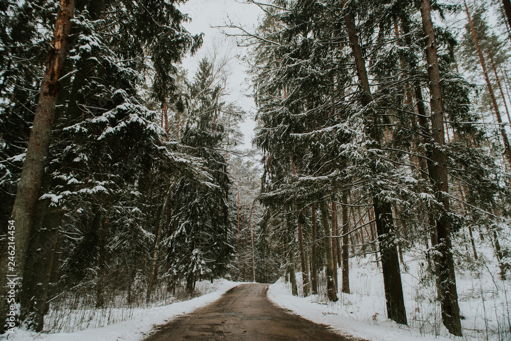Fototapeta premium Winter in Europes forest