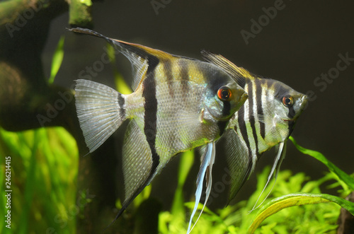 A pair of angelfish, cichlids, aquarium background green plants.