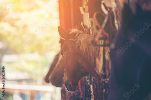 Horses in the stalls, vinta...