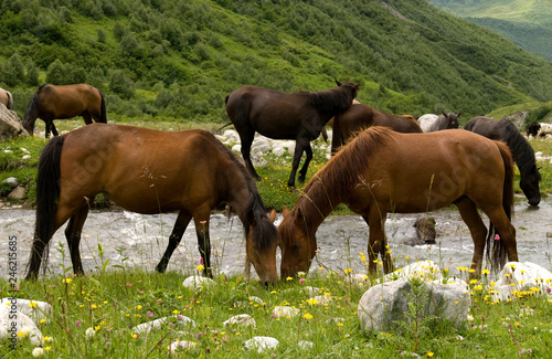 View of brown horses in the mountains of Georgia. Svaneti, Ushguli.