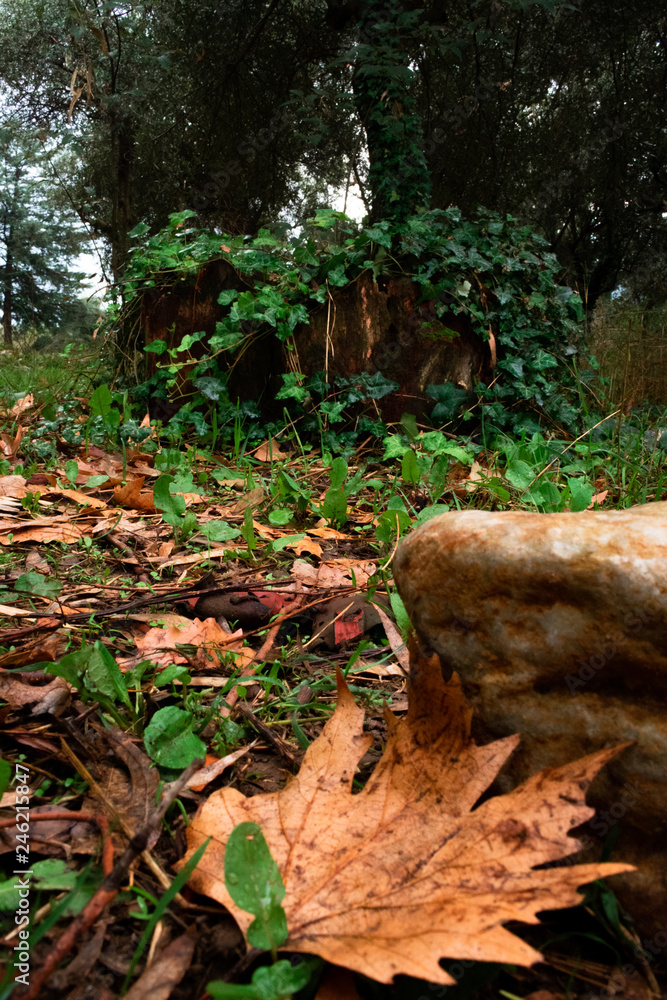 Obraz premium Forest autumn