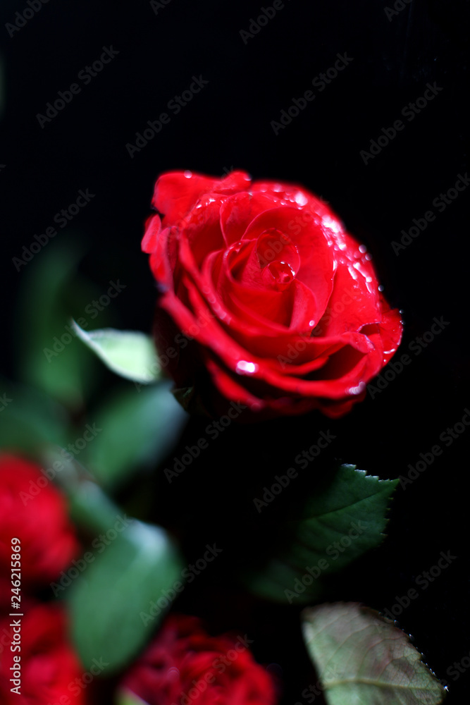 Fototapeta premium Bouquet of red roses on a black background