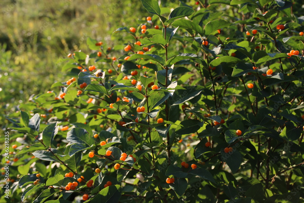 branch of a seabuckthorn