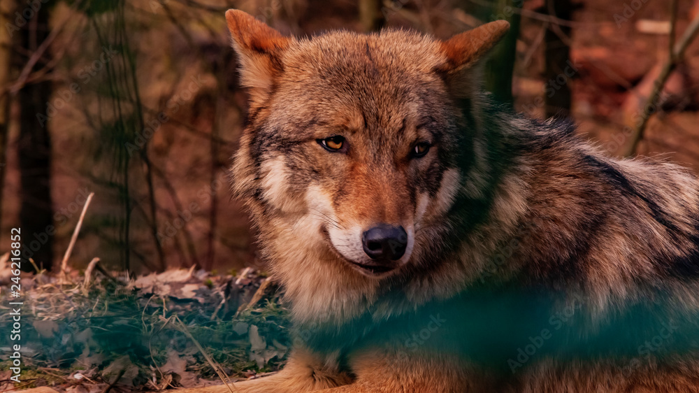 Obraz premium wolf A wolf 1
