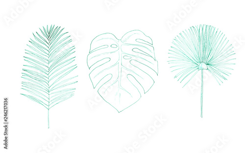 Set graphic palm leaves.