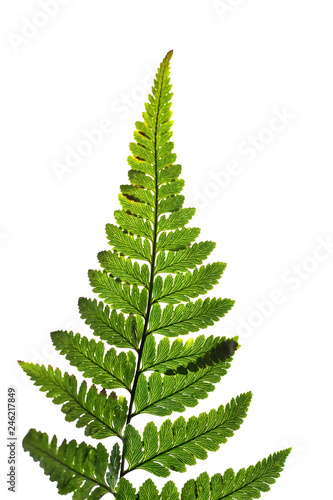 green fern isolated on white background