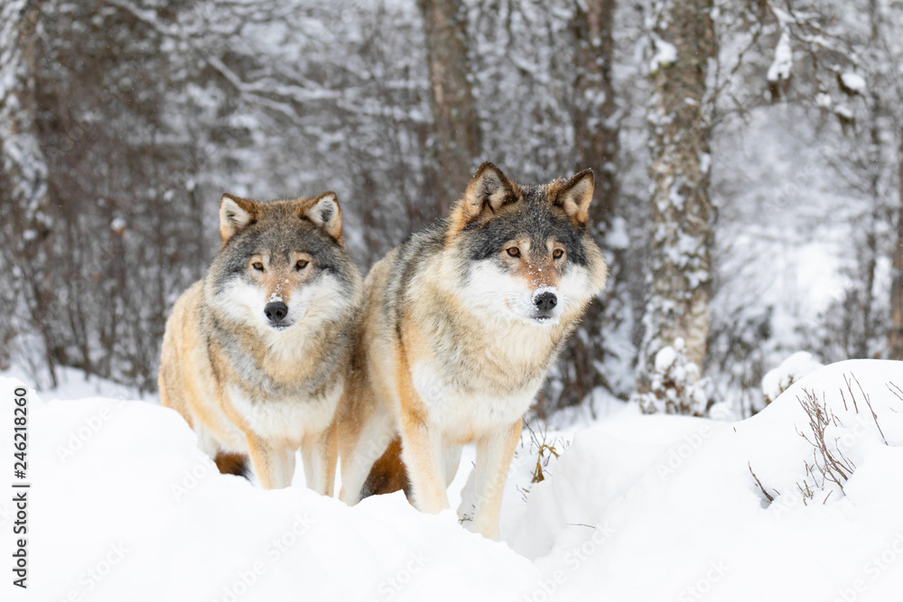 Naklejka premium Two magnific wolves in wolf pack in cold winter forest