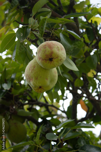 pair of pears hanging from tree still hoping to reach maturity to feed the Mexican people