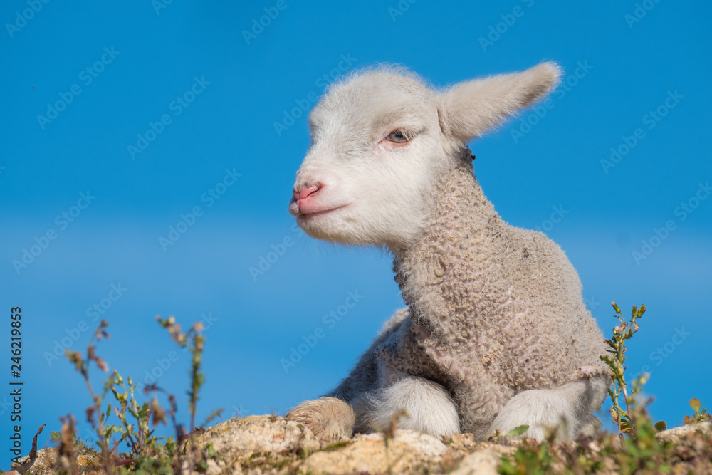 Obraz premium Beautiful and innocent lamb resting in the sun after grazing next to the flock