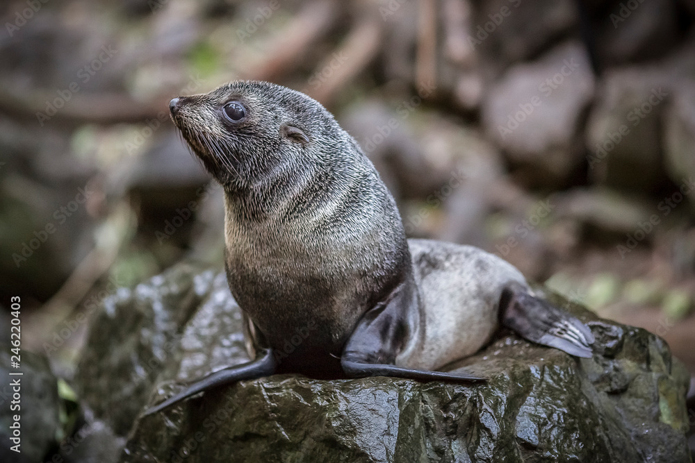Fototapeta premium Fur seal in forest, New Zealand