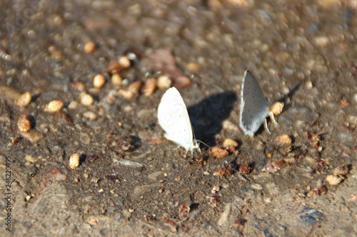 butterfly on beach