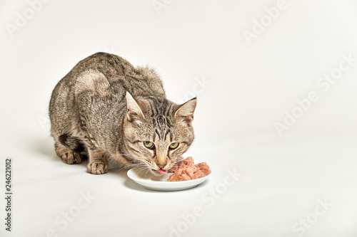 tabby grey cat eats wet cat food and licks its mouth