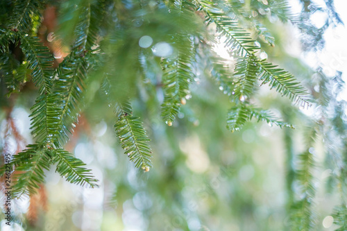 dreamy redwood branches in the rain perfect for environmental texture background