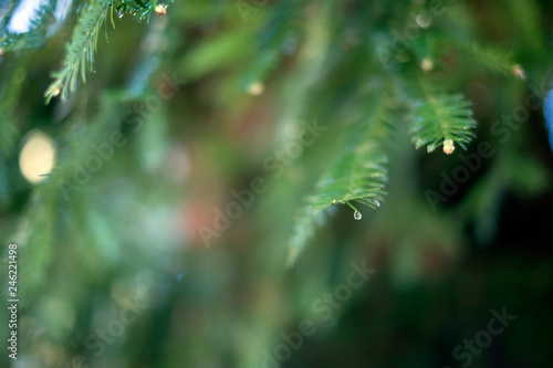 dreamy redwood branches in the rain perfect for environmental texture background