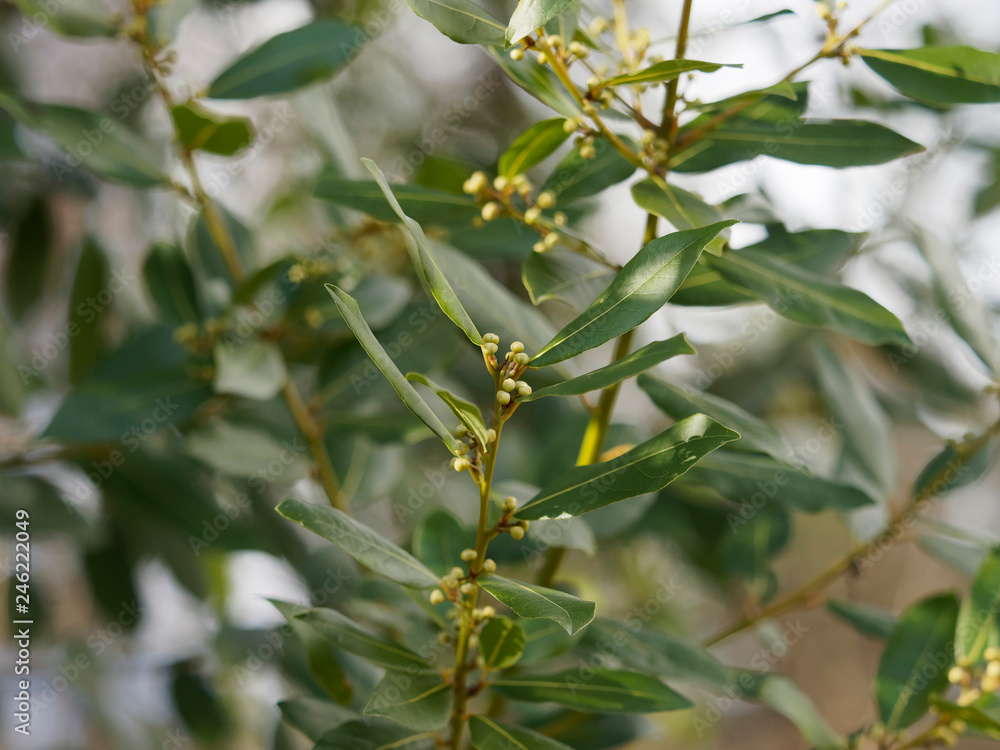 Laurus nobilis - Le laurier sauce ou laurier vrai Laurus nobilis - Le laurier sauce ou laurier vrai