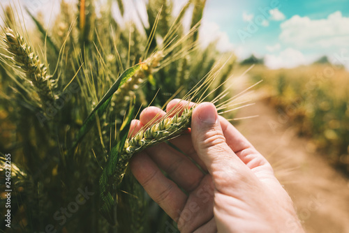 Farmer is examining wheat crop development