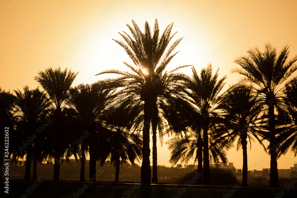 Silhouette di un gruppo di palme in un tramonto incredibile