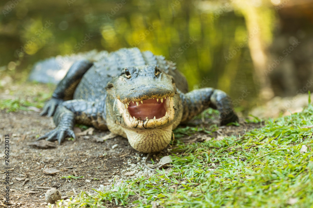 Obraz premium Alligator smiles for the camera