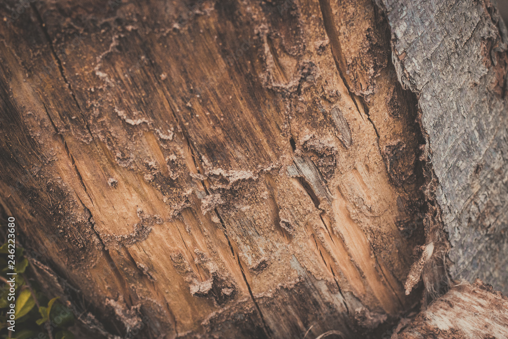 wood texture background