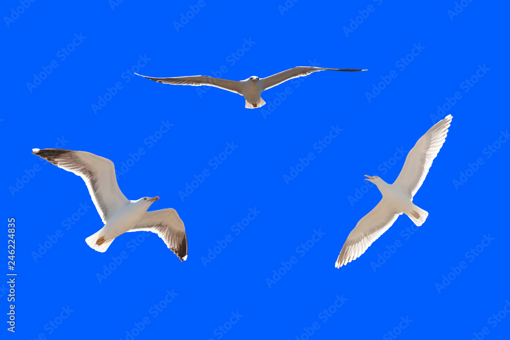 Obraz premium brittany : seagulls flying in blue sky