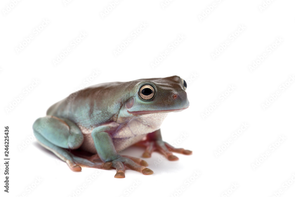 Fototapeta premium blue Giant flying frog isolated on white background