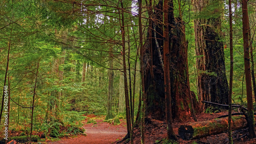 Forest Trail Near Buntzen Lake photo