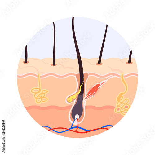illustration of the structure of the hair root