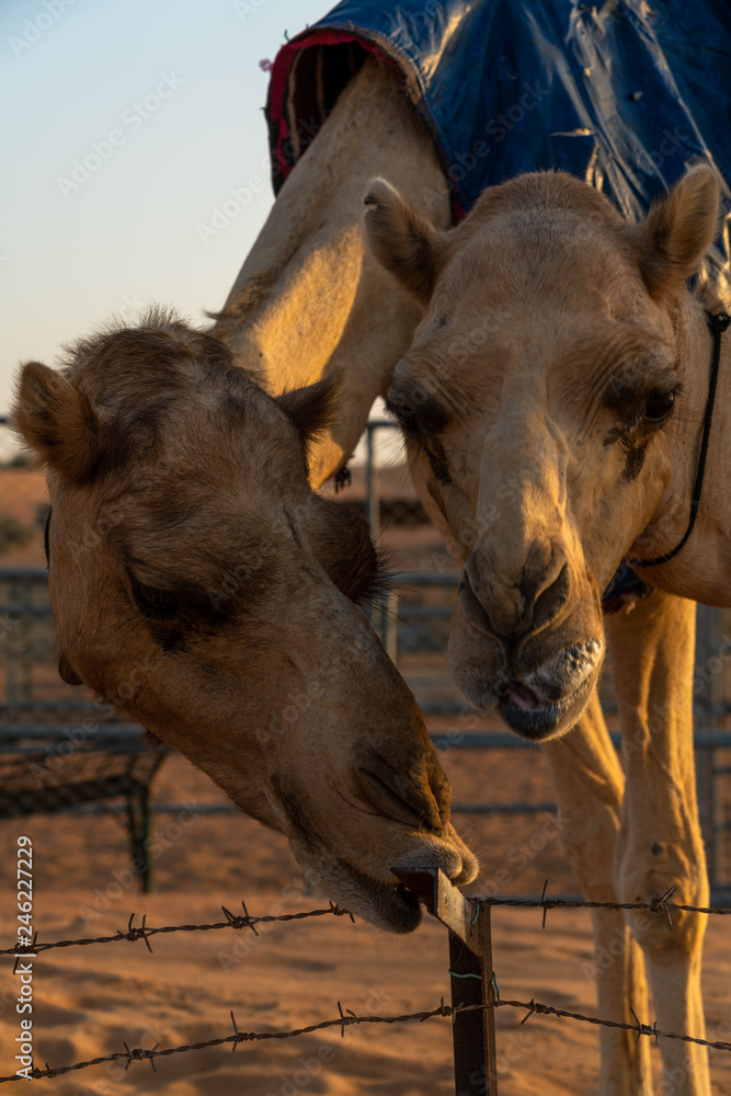Naklejka premium Dubai desert trip 2019, sand and dunes