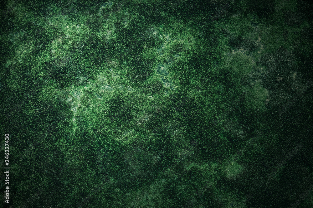 Beautiful nature background of green moss on the old wall Beautiful nature background of green moss on the old wall