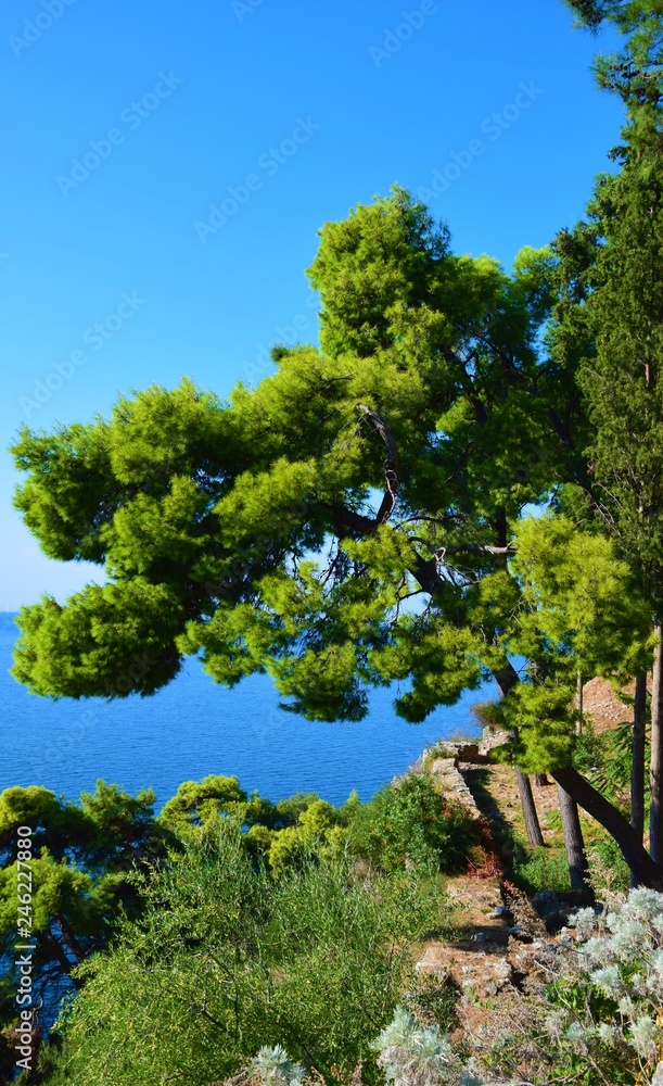 Beautiful green stone pine