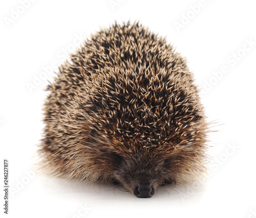 One little hedgehog.