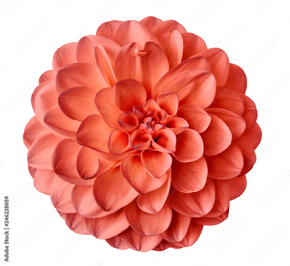 light red  flower dahlia  on a white  background isolated  with clipping path. Closeup.  for design. Dahlia.