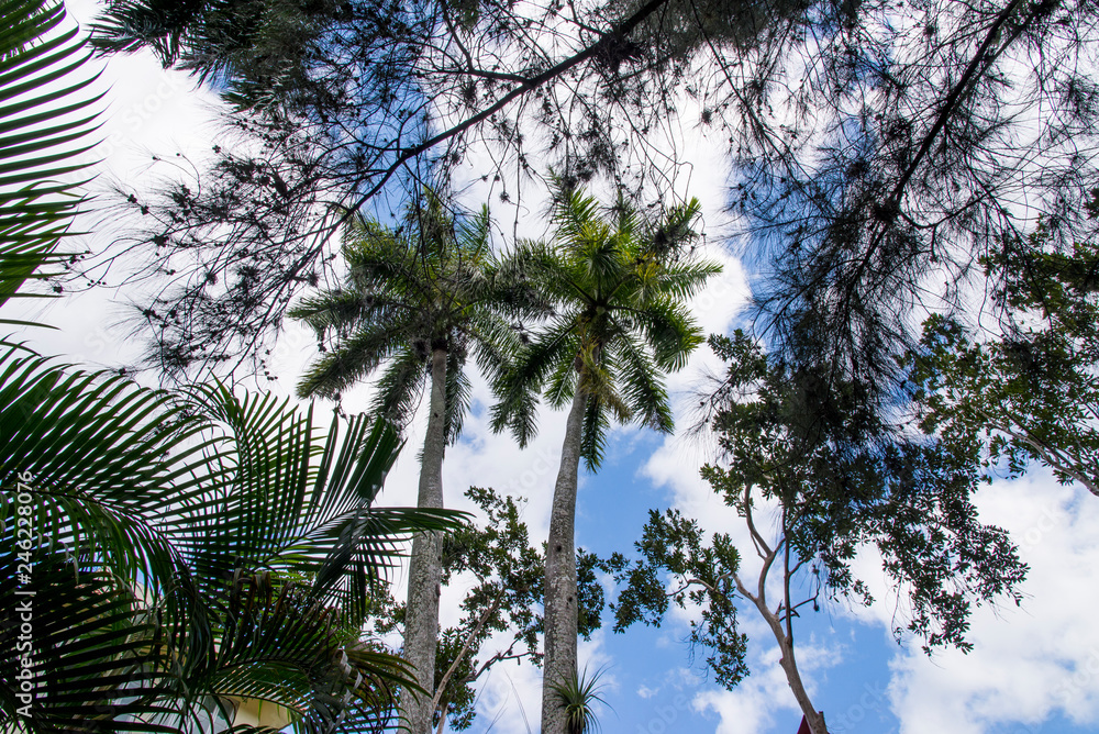 Royal Palm (Roystonea regia) tree Royal Palm (Roystonea regia) tree